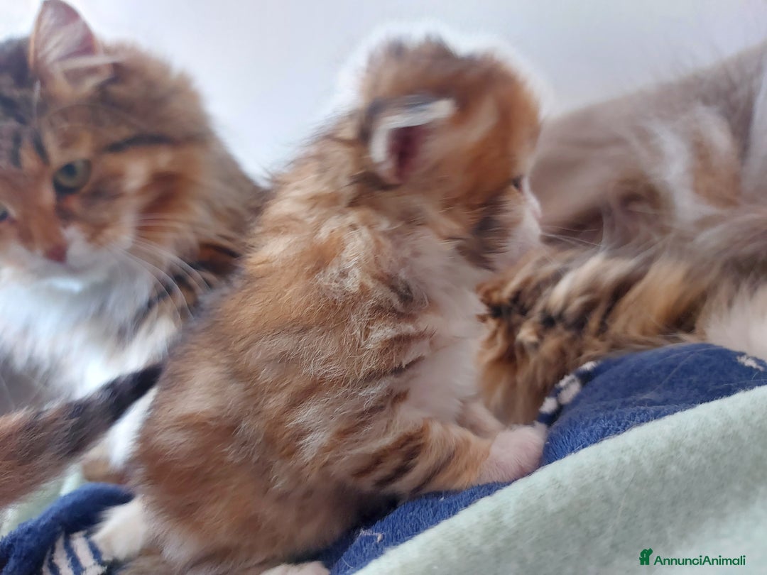 Siberiano gatti in vendita: Cuccioli di gatto Siberiano Certificati  - Annuncio 15