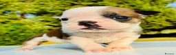 Bulldog cani in vendita: Cuccioli Bulldog Inglese - Annuncio 22