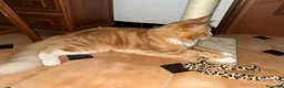 Maine Coon gatti in vendita: Maine Coon - Annuncio 3