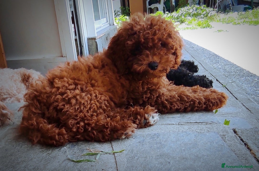 Barboncino cani in vendita: Barboncini Nani disponibili con Pedigree ENCI  - Annuncio 6