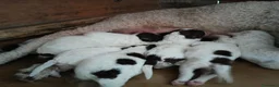 Lagotto cani in vendita: Cuccioli di Lagotto con pedigree a Città Metropolitana di Bologna - Annuncio 4