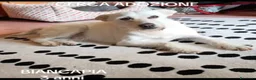 Meticcio cani in regalo: Femmina 3anni 8/9kg finita in canile.NAPOLI - Annuncio 4