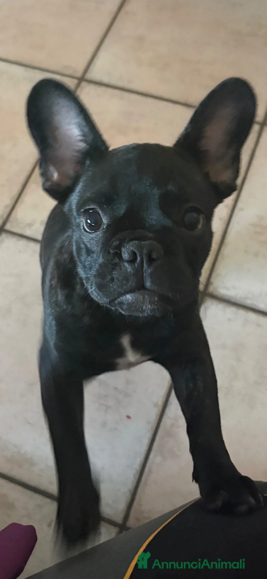 Bulldog Francese cani in vendita: Cucciolo di bulldog francese  - Annuncio 8