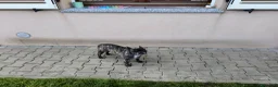 Bulldog Francese cani in vendita: Bulldog francese sterilizzata  - Annuncio 2