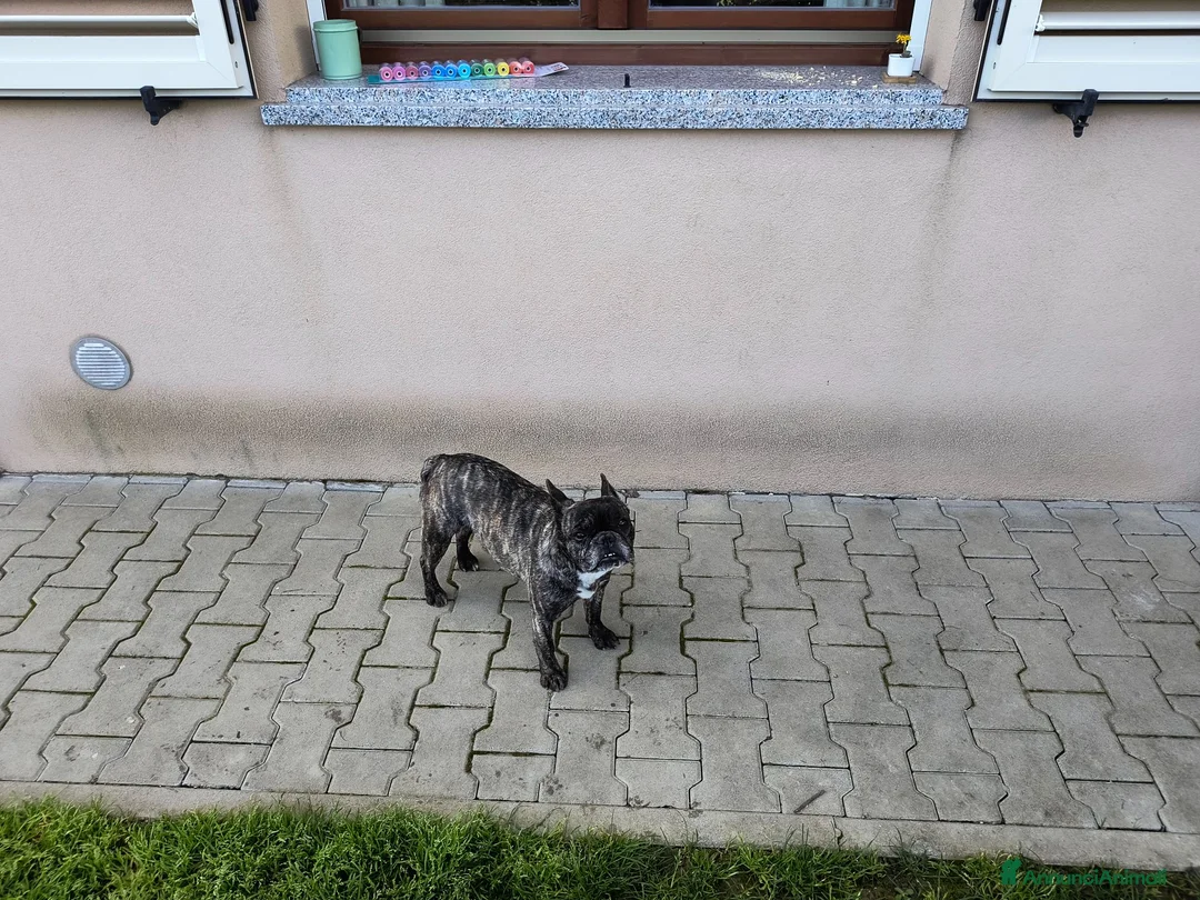 Bulldog Francese cani in vendita: Bulldog francese sterilizzata  - Annuncio 2