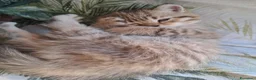 Scottish gatti in vendita: Fantastiche cucciole Scottish straight  - Annuncio 7