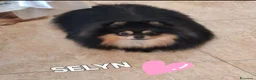 Volpino Pomerania cani in vendita: Spitz di pomerania nano - Annuncio 2