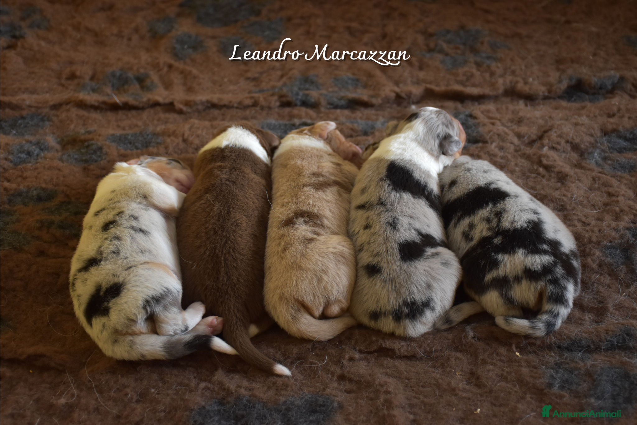 Australian Shepherd cani Cuccioli pastore australiano pedegree ENCI - Annuncio 2