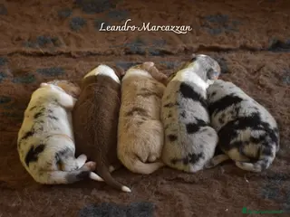 Australian Shepherd cani Cuccioli pastore australiano pedegree ENCI - Annuncio 2