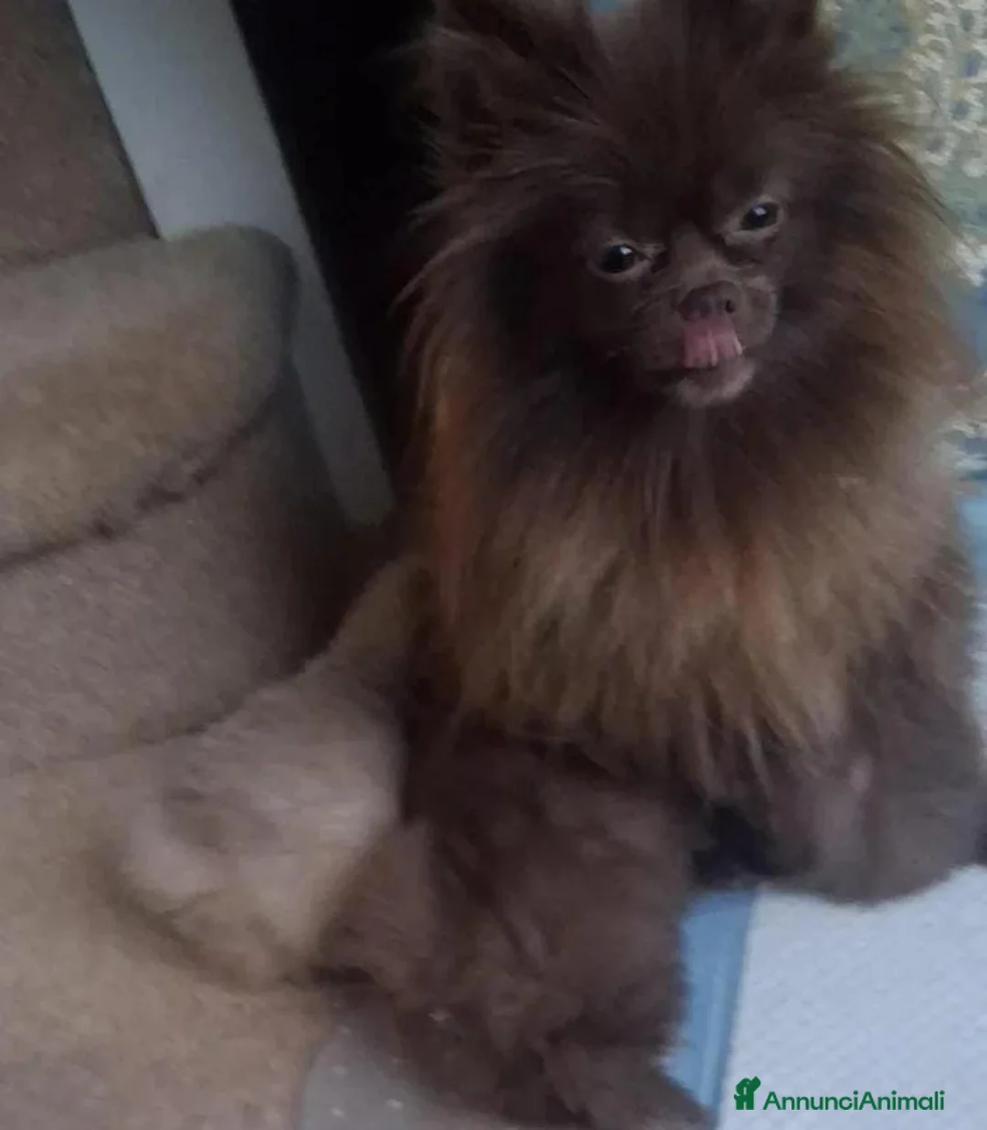 Volpino Pomerania cani in vendita: Cuccioli di Pomerania maschi e femmine cioccolato a Città metropolitana di Milano - Annuncio 2