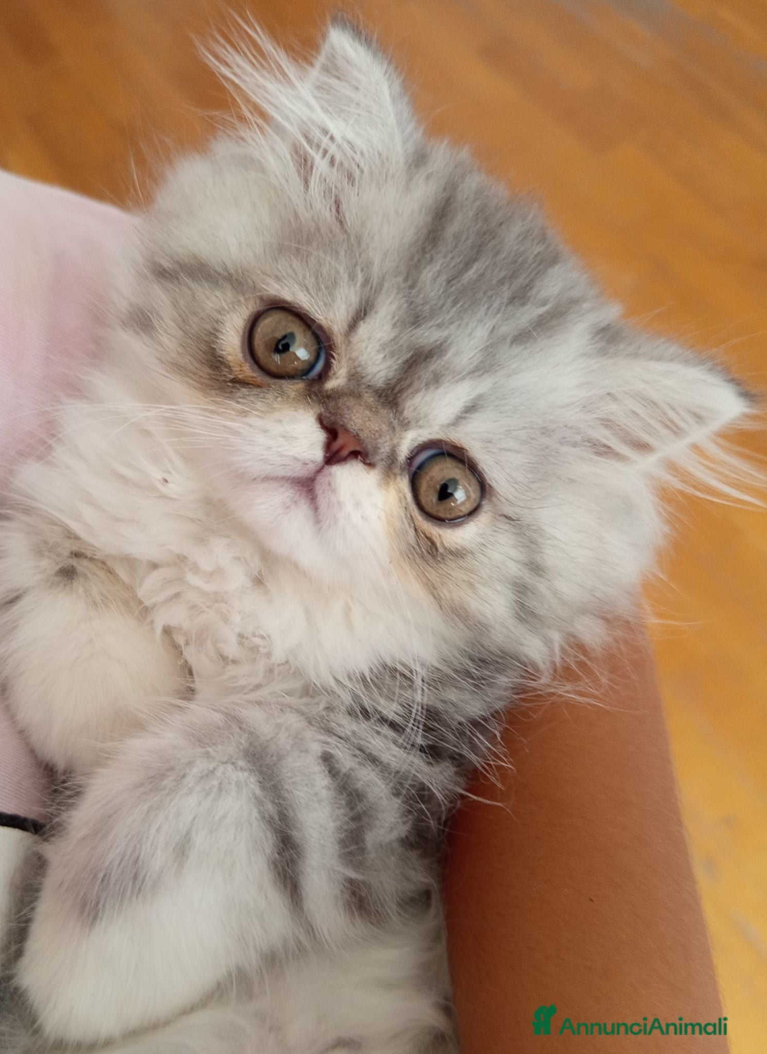 Persiano gatti Gattino Persiano Cincillà Silver Tabby - Annuncio 5