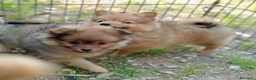 Spitz cani in vendita: Cuccioli spitz piccolo  - Annuncio 6