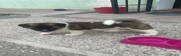 Akita Americano cani in vendita: Cucciolo Akita Americano  a Provincia di Modena - Annuncio 4