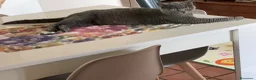 Scottish gatti in vendita: Cuccioli di scottish straight e fold a Provincia di Salerno - Annuncio 3
