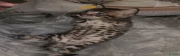 Bengala gatti in vendita:  Bengala manto raro con cuoricini , pedigree afsi - Annuncio 3