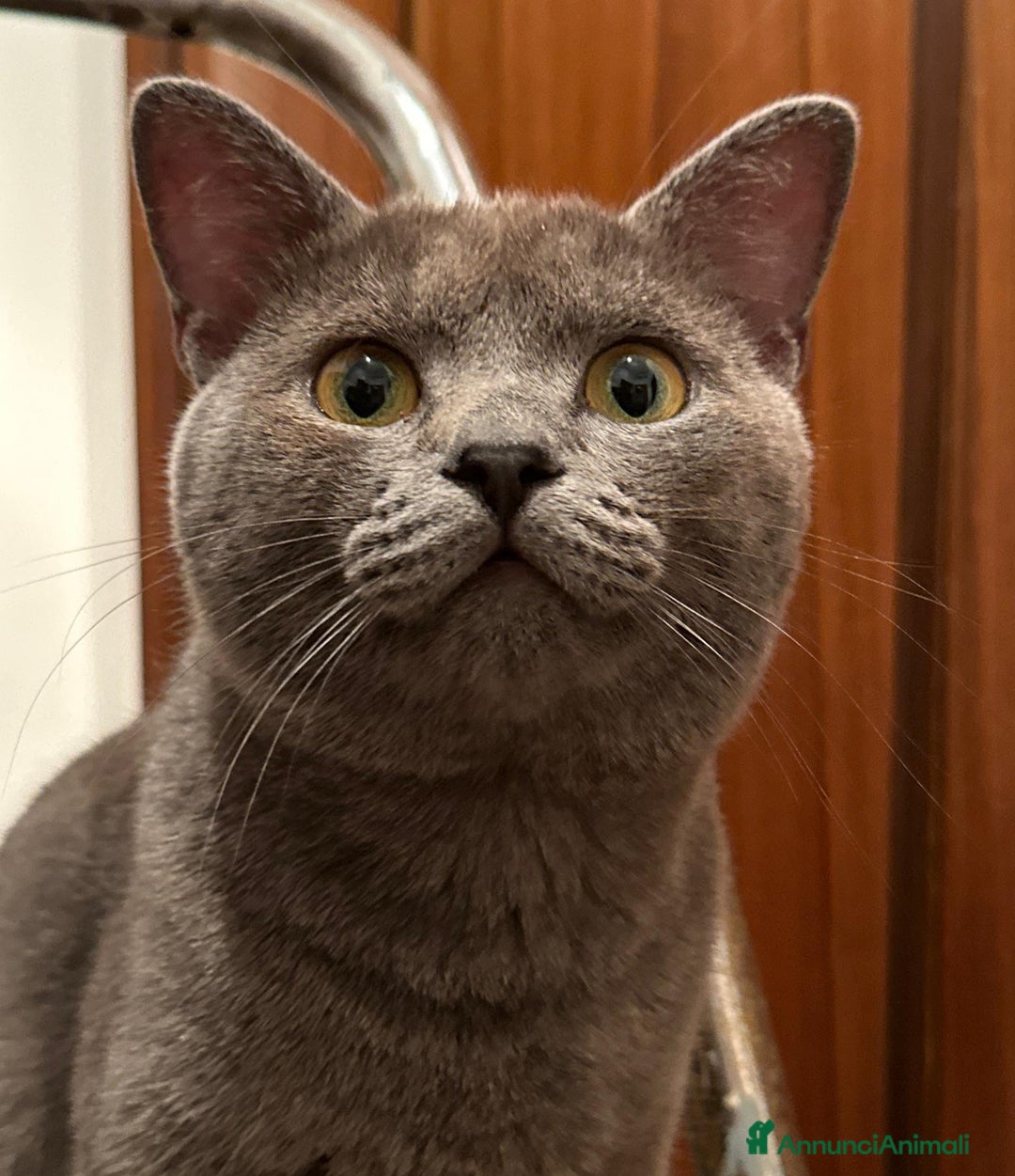 Certosino gatti in vendita: GATTINI CERTOSINI - Annuncio 9