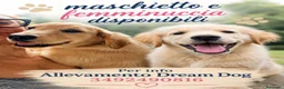 Golden Retriever cani in vendita: Cuccioli disponibili Golden Retriever allevamento  a Provincia di Lecco - Annuncio 4