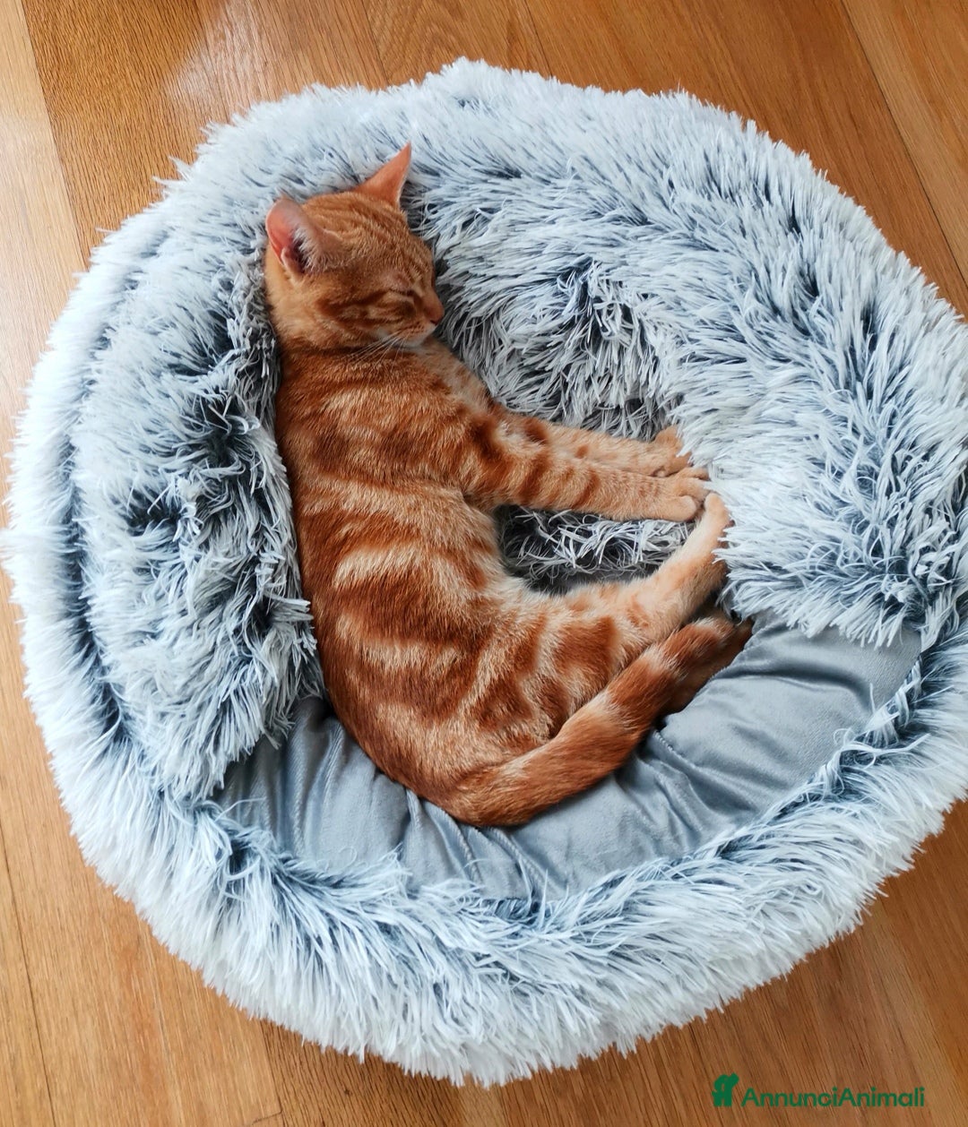 Altre razze gatti in regalo: Gattini Rossi  a Città metropolitana di Roma Capitale - Immagine 5