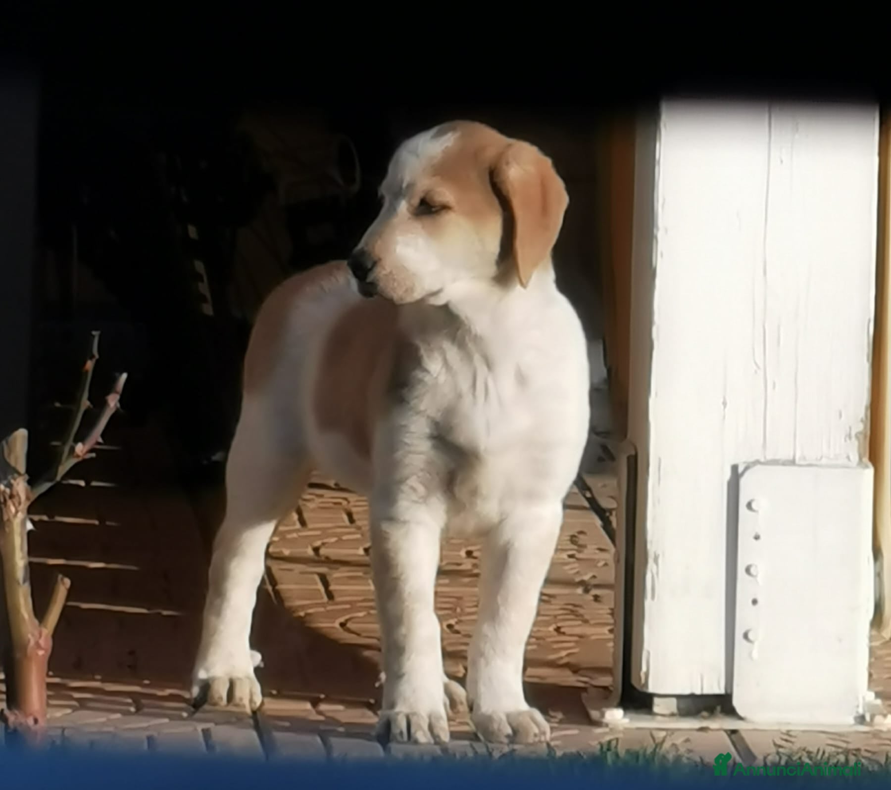 Meticcio cani CUCCIOLO AFFETTUOSO CERCA CASA!!!!  - Annuncio 2