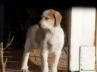 Meticcio cani CUCCIOLO AFFETTUOSO CERCA CASA!!!! - Annuncio 2