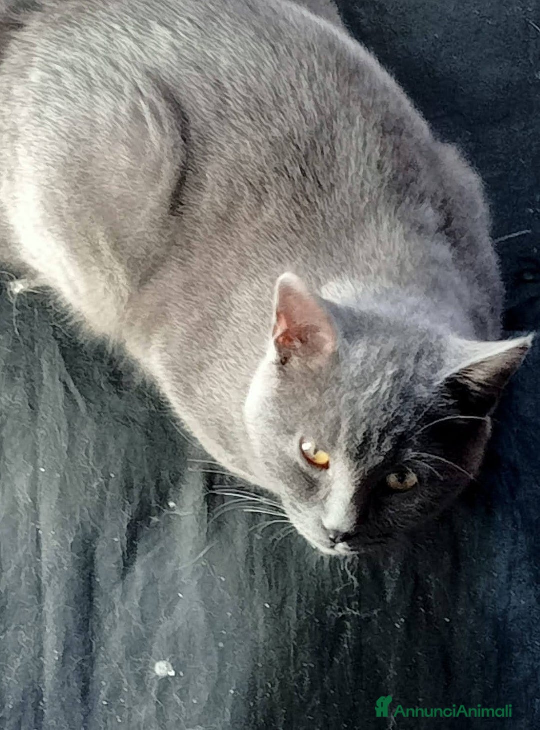 Certosino gatti in regalo: Simil Certosini - Annuncio 3