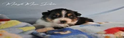 Australian Shepherd cani in vendita: Cuccioli pastore australiano  - Annuncio 5