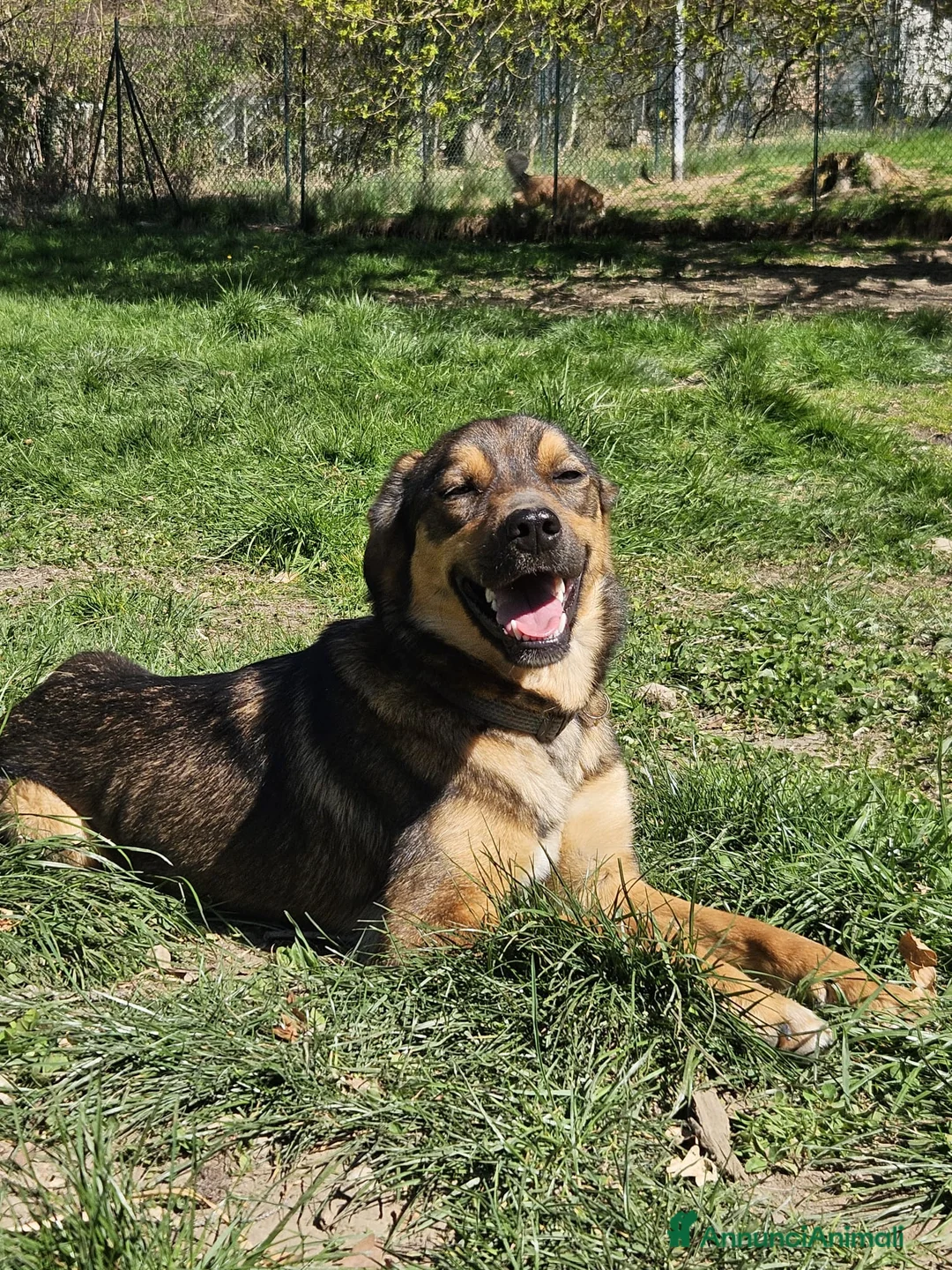 Meticcio cani in regalo: TEKILA ASPETTA UNA FAMIGLIA  a Provincia di Varese - Annuncio 2