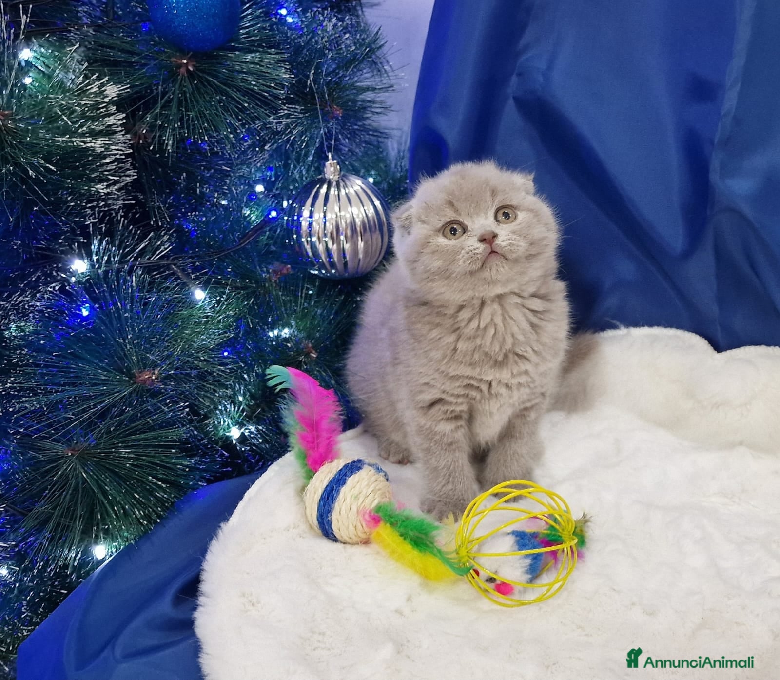 Scottish gatti Scottish fold e straight  - Annuncio 1