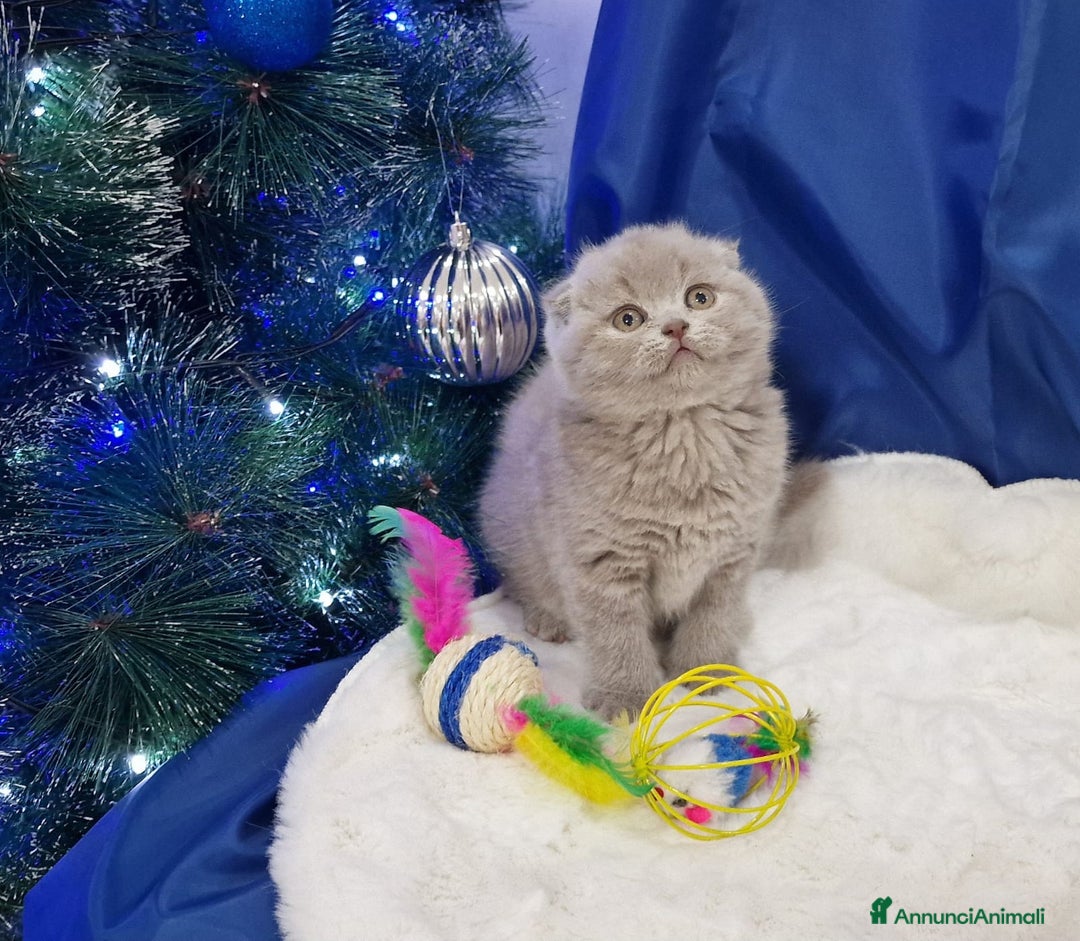 Scottish gatti in vendita: Scottish fold e straight  - Annuncio 1