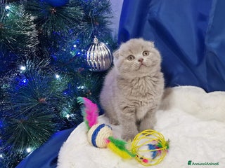 Scottish gatti Scottish fold e straight - Annuncio 1