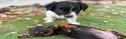 Meticcio cani in regalo: Taglia piccola alla riscossa - Annuncio 5