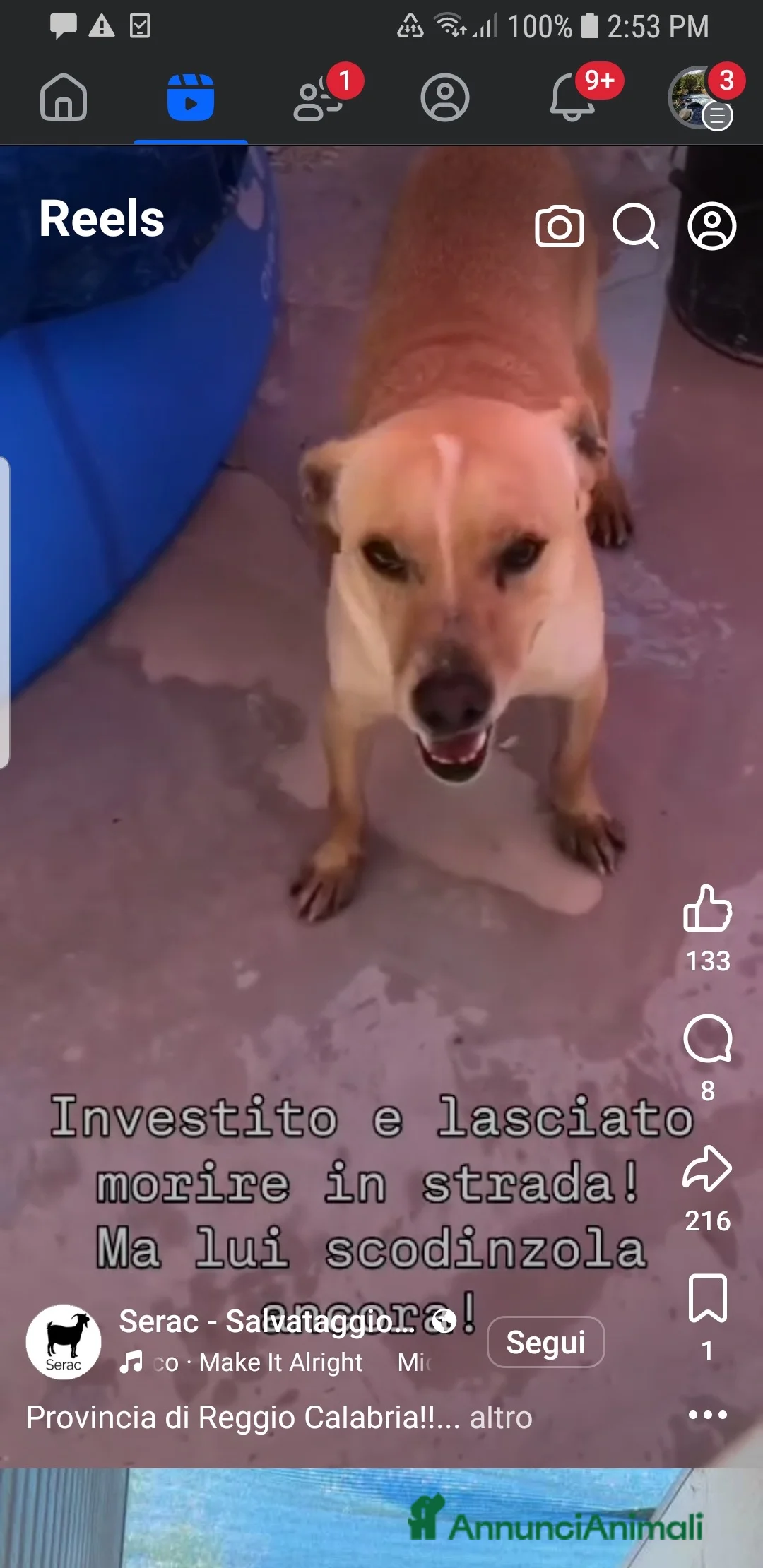 Meticcio cani in regalo: ADOZ.D cuore: investito,lasciato a morire, scodinz - Annuncio 5