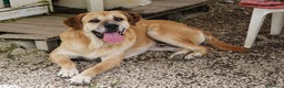 Meticcio cani in regalo: JACK UNA VITA IN UN CANILE DEL SUD, IN ADOZIONE - Annuncio 2