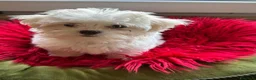 Maltese cani in vendita: Maltese MiniToy  - Annuncio 2