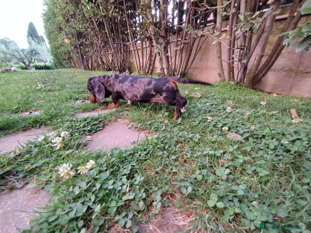 Bassotto cani in vendita: Bassotto tedesco nano pelo corto a Città metropolitana di Roma Capitale - Immagine 2