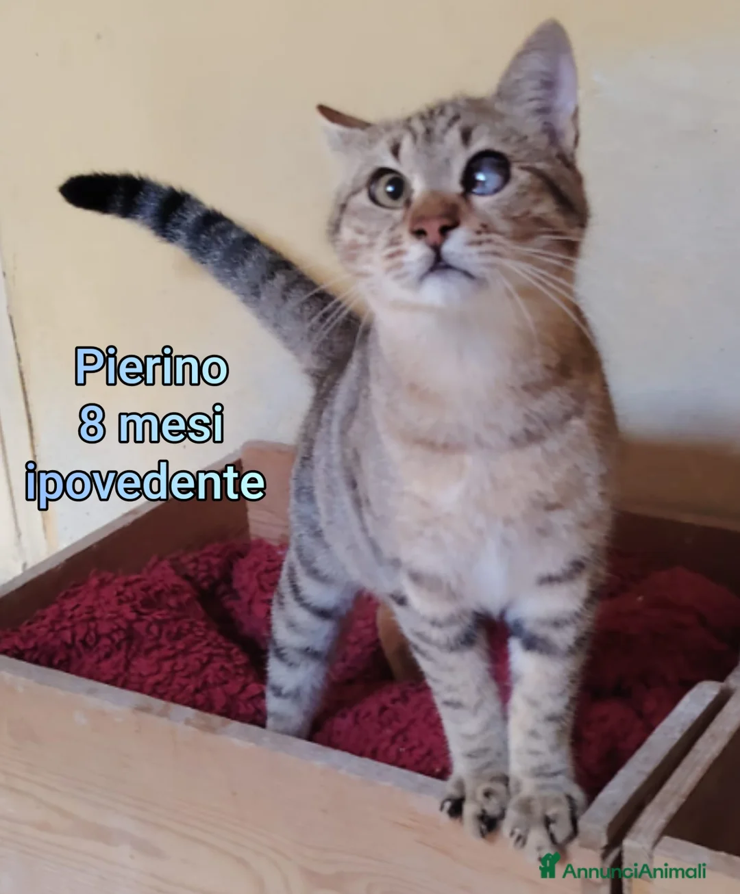 Europeo gatti in regalo: GATTINI SOLI ED ESCLUSI!  - Annuncio 11