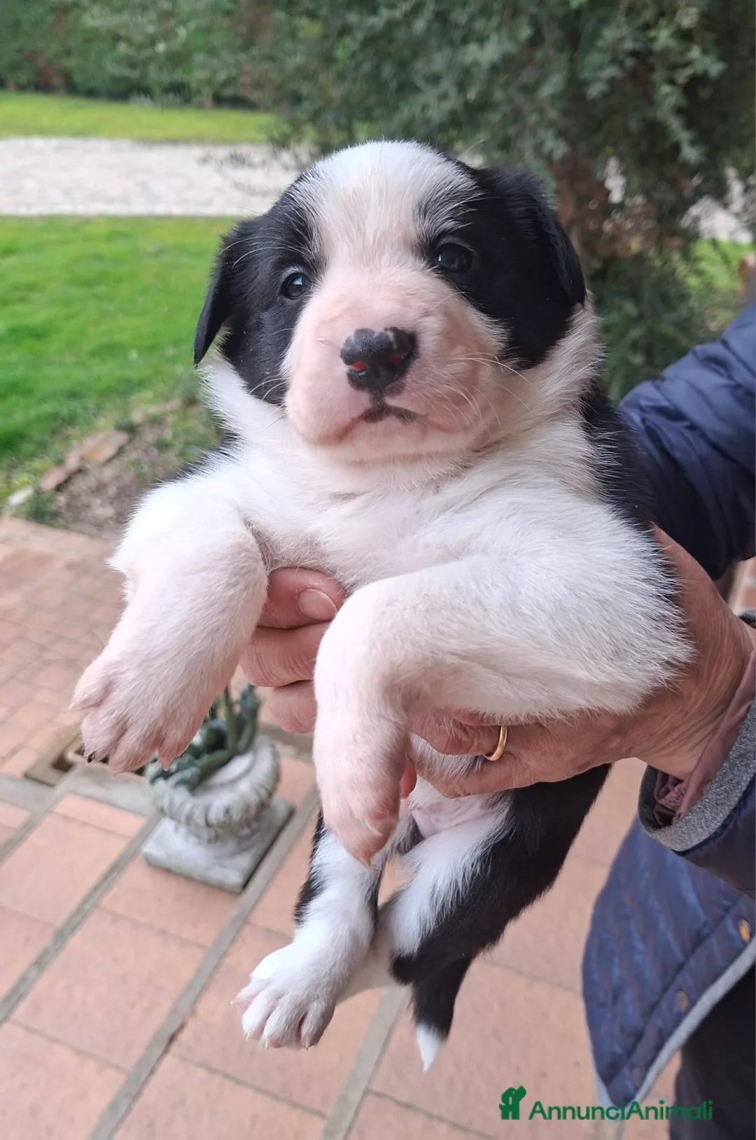 Border Collie cani in vendita: Cuccioli di border collie a Provincia di Padova - Annuncio 7