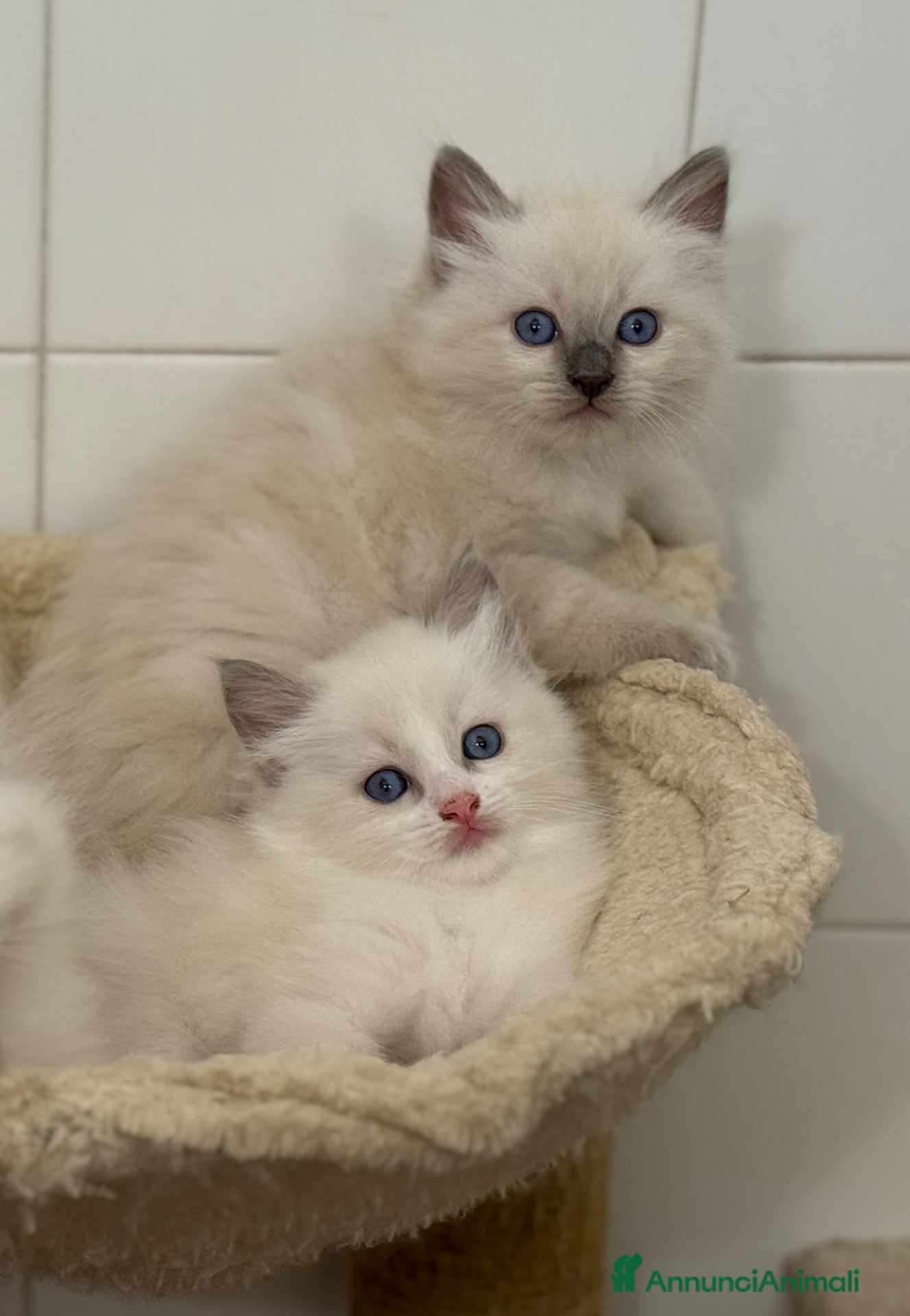 Ragdoll gatti Ragdoll maschi cuccioli  - Annuncio 34