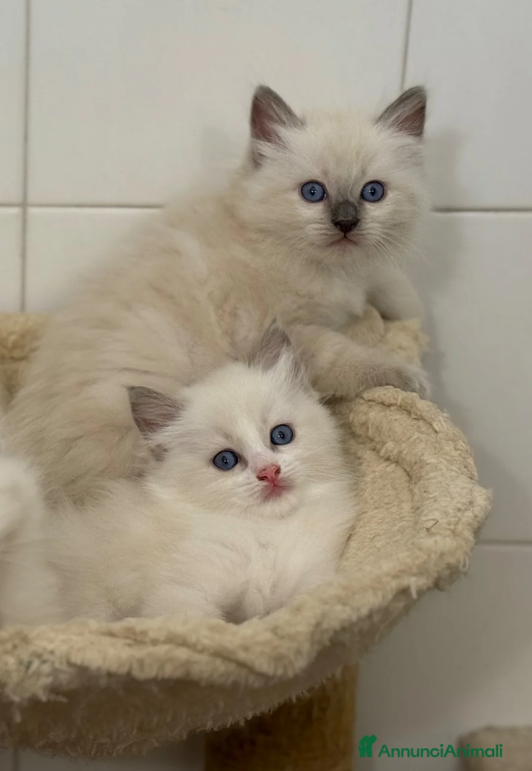 Ragdoll gatti in vendita: Ragdoll maschi cuccioli  - Annuncio 1