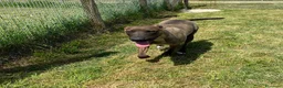 Pastore Belga cani in regalo: MALI', dolce pastore malinois - Annuncio 5