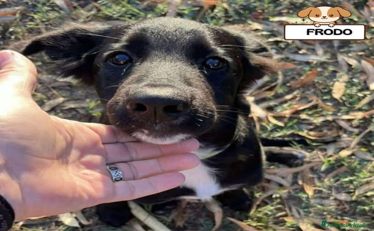 Meticcio cani - Annuncio 7