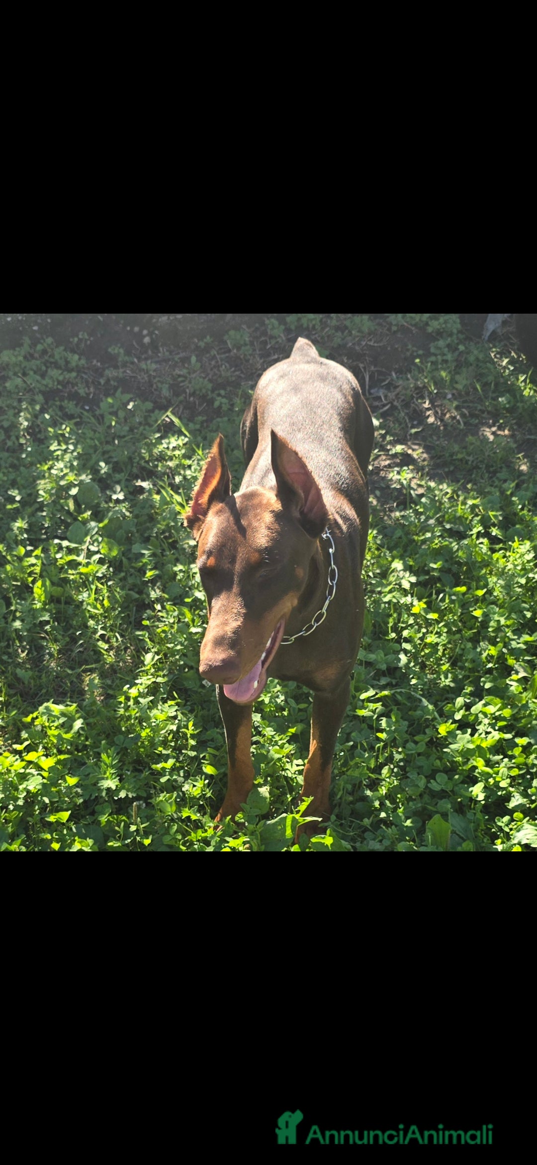 Dobermann cani in vendita: Cucciolo di dobermann - Annuncio 4