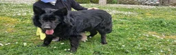 Meticcio cani in regalo: NONNO NERONE HA BISOGNO DI TE, ADOZIONE A DISTANZA - Annuncio 3
