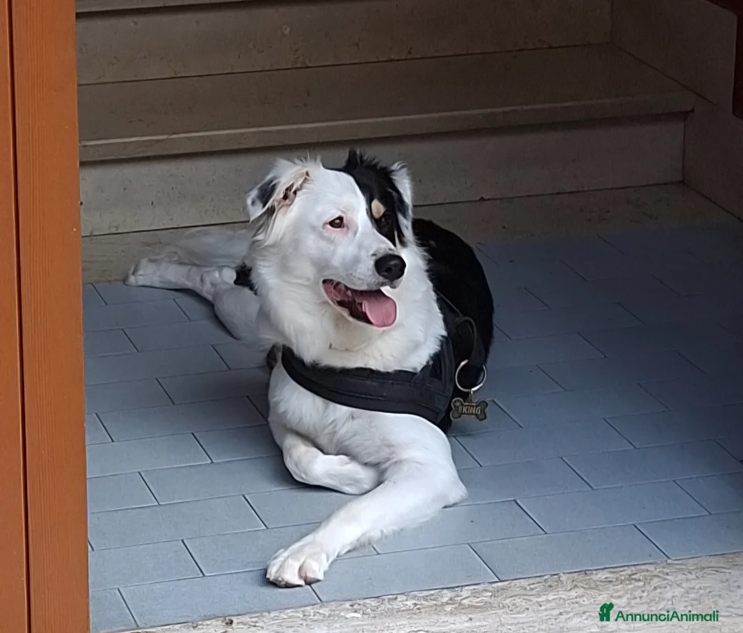 Meticcio cani per accoppiamento: Zack  a Città Metropolitana di Genova - Annuncio 2