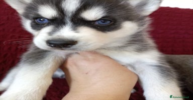 Husky cani a Provincia autonoma di Trento - Annuncio 3