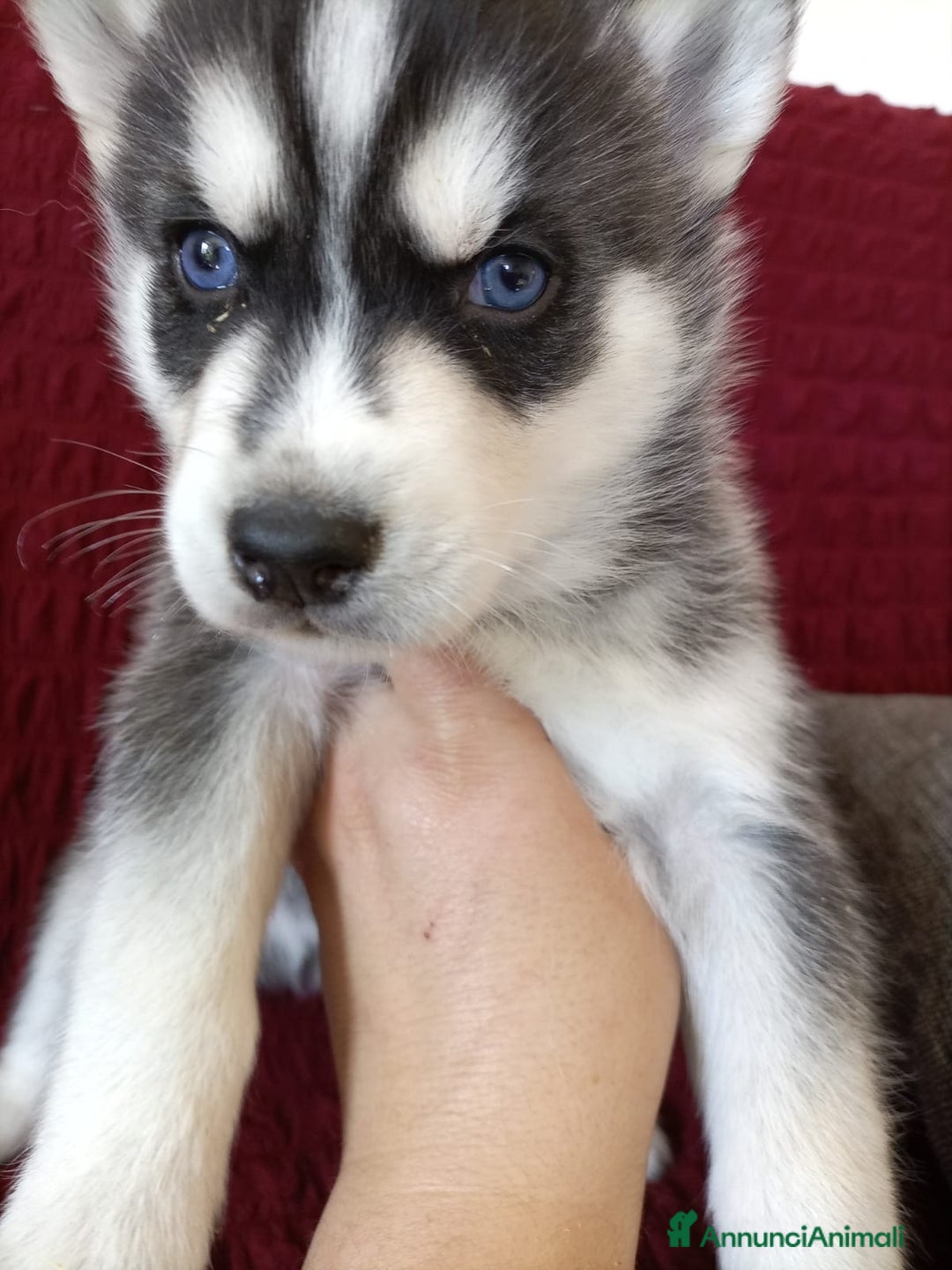 Husky cani in vendita: Siberian husky con pedigree  a Provincia autonoma di Trento - Immagine 3