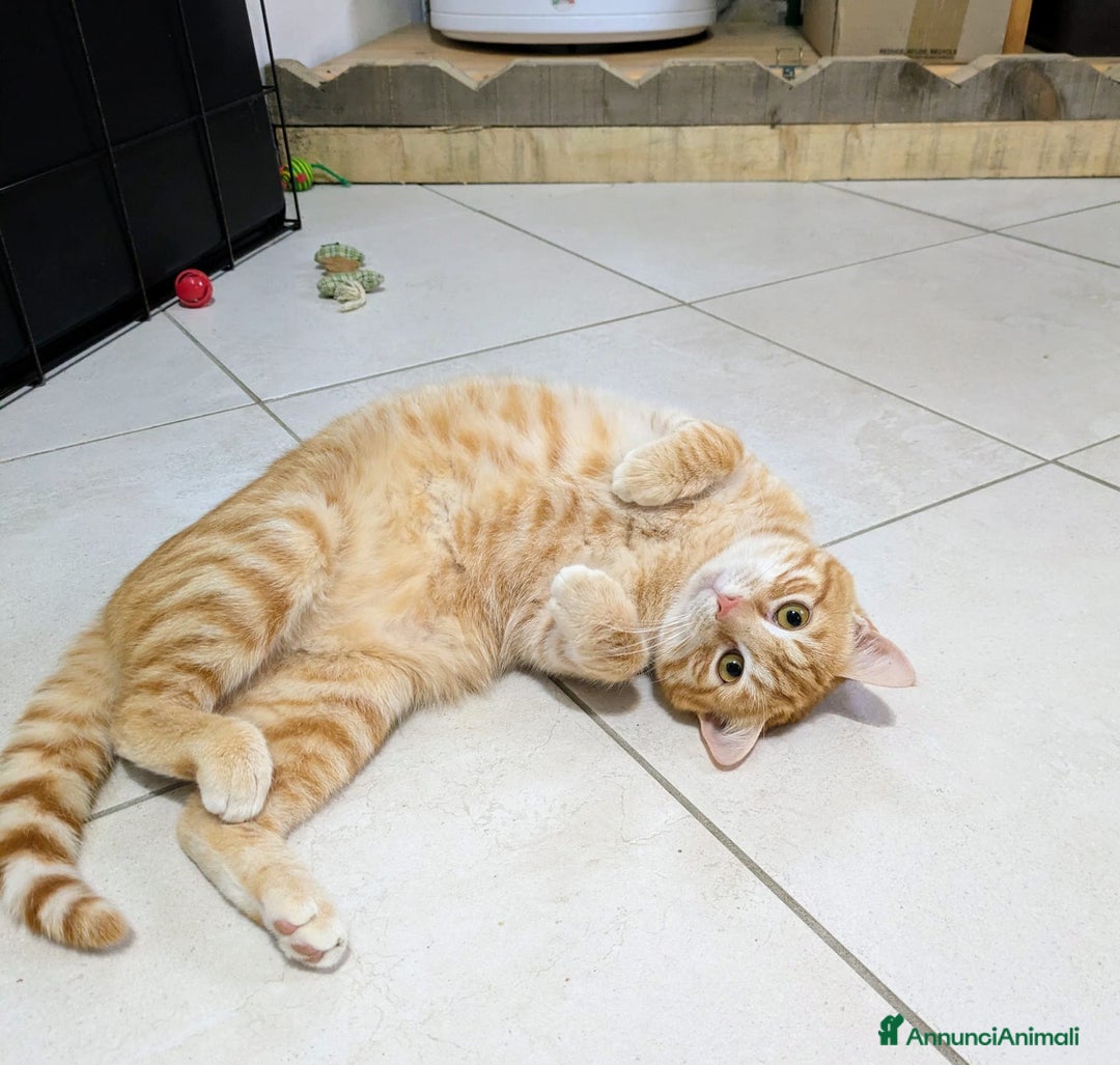 Meticcio gatti in regalo: Spritz e Bailey bellissimi mici giovanotti - Annuncio 4