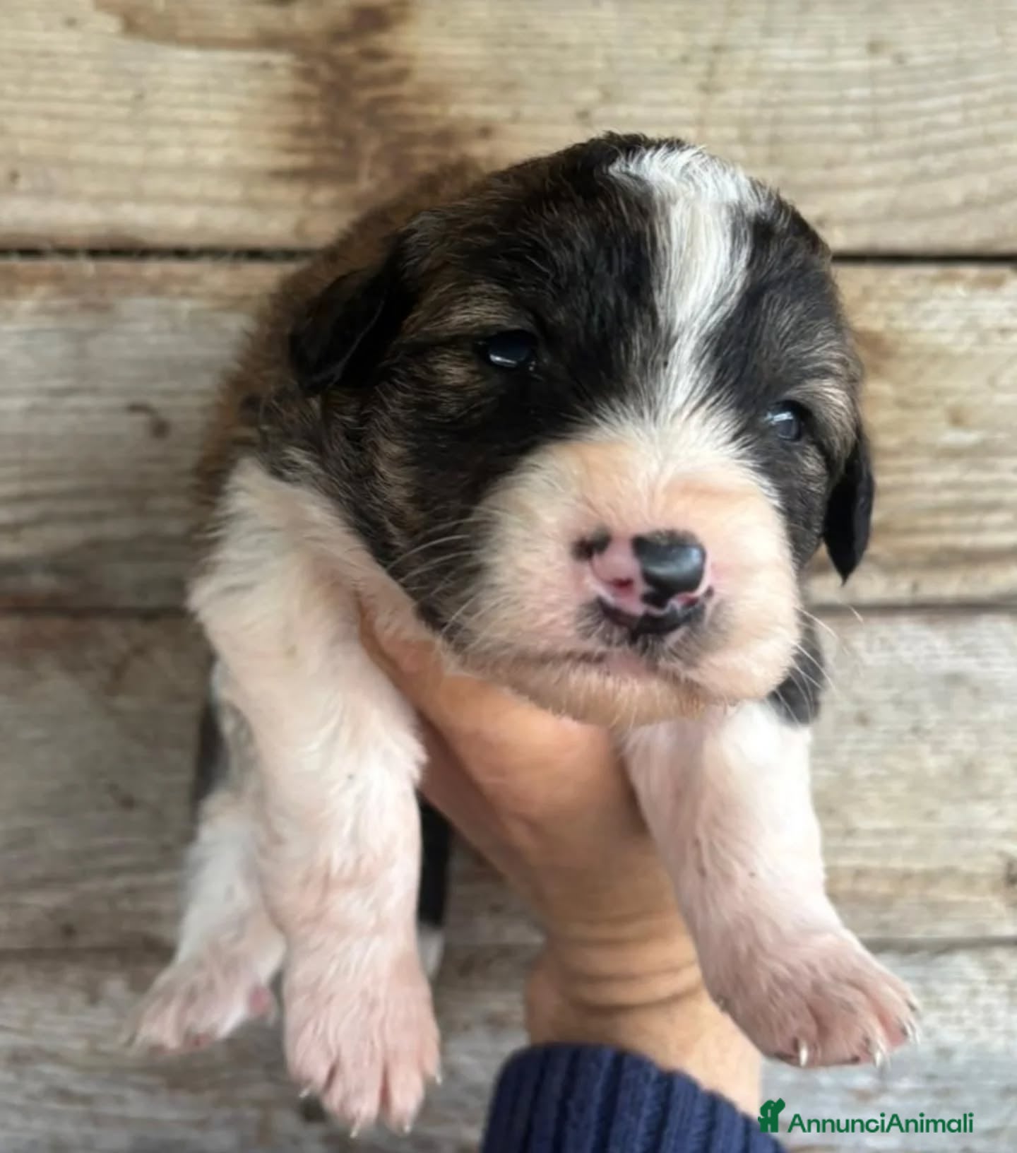 Meticcio cani CESARE dolce cucciolo futura taglia media adozione - Annuncio 2