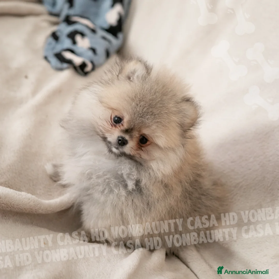 Volpino Pomerania cani in vendita: Cuccioli Spitz Nano di Pomerania - Annuncio 1