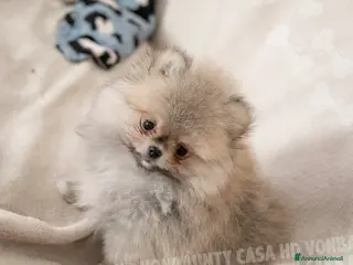 Volpino Pomerania cani Cuccioli Spitz Nano di Pomerania - Annuncio 9